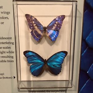 Meet your Posher, Maya